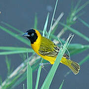 Lesser Masked Weaver