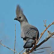 Grey Go-away-bird