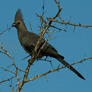 Grey Go-away-bird