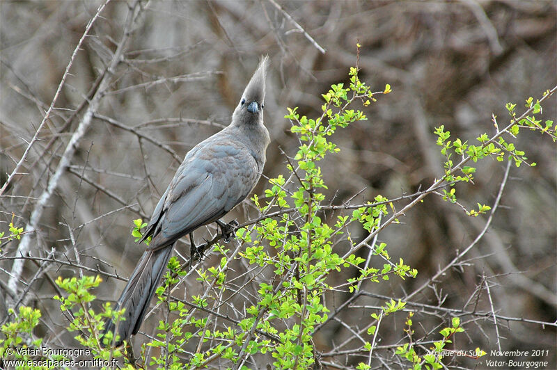 Grey Go-away-bird