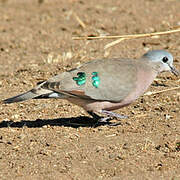 Emerald-spotted Wood Dove