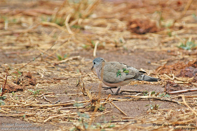 Emerald-spotted Wood Dove