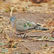 Emerald-spotted Wood Dove