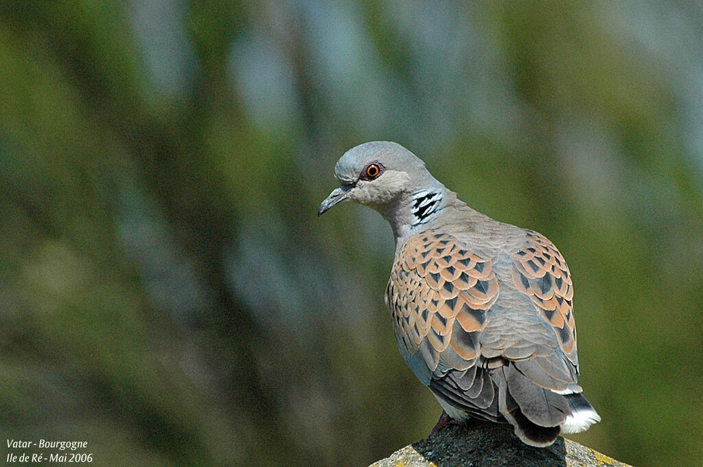 European Turtle Dove