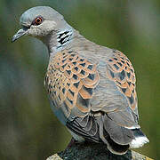 European Turtle Dove