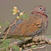 Laughing Dove