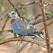 Laughing Dove