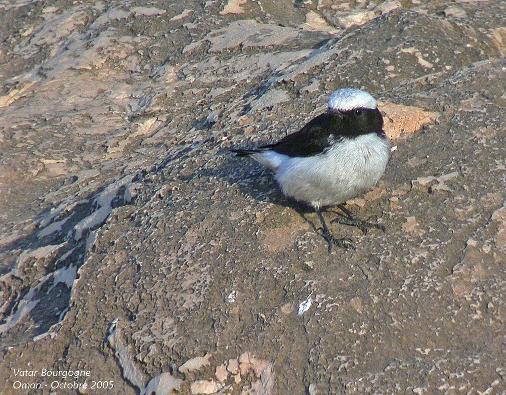 Arabian Wheatear