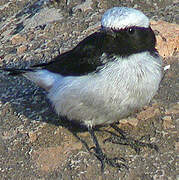 Arabian Wheatear