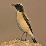 Desert Wheatear