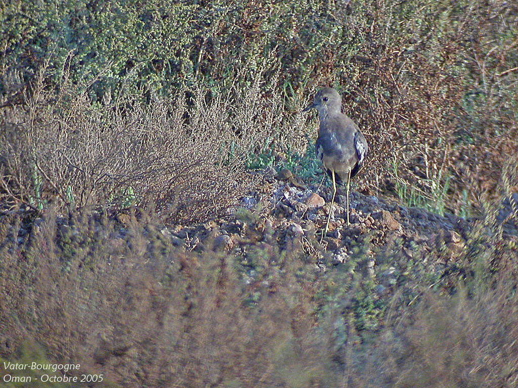 White-tailed Lapwing