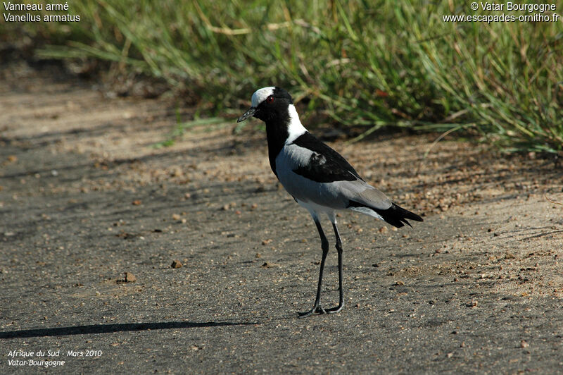 Blacksmith Lapwing