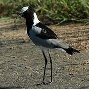 Blacksmith Lapwing