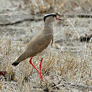 Crowned Lapwing