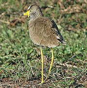 African Wattled Lapwing