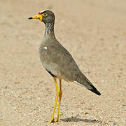 African Wattled Lapwing