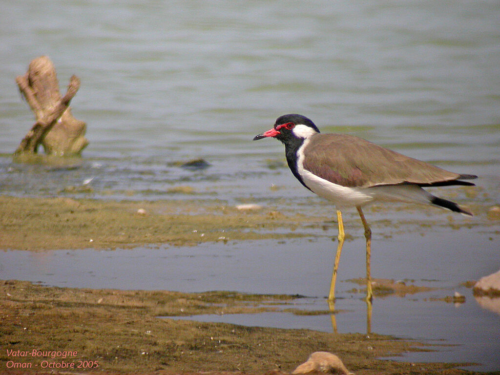 Red-wattled Lapwing