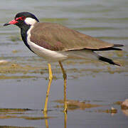 Red-wattled Lapwing