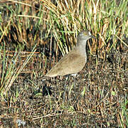 Senegal Lapwing