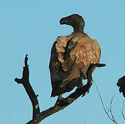 White-backed Vulture