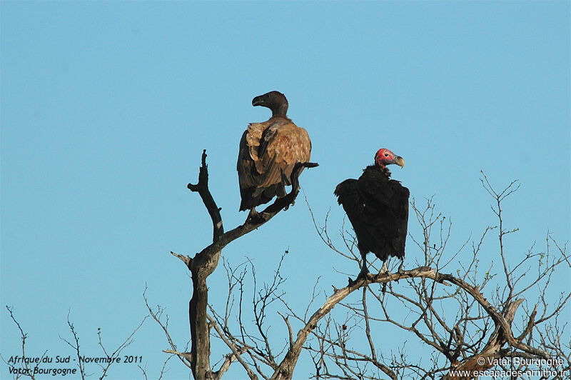 Lappet-faced Vulture