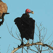 Lappet-faced Vulture