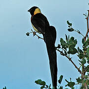 Long-tailed Paradise Whydah