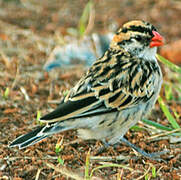 Pin-tailed Whydah