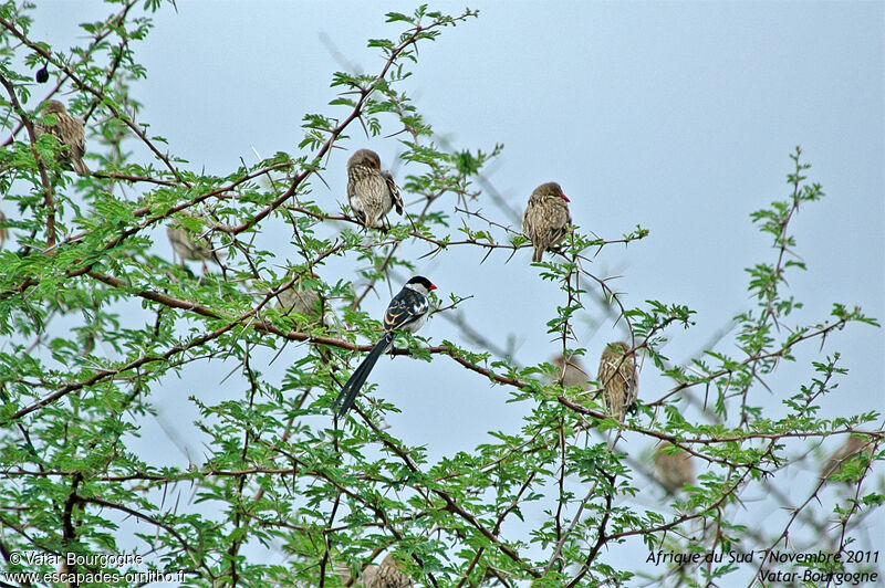 Pin-tailed Whydah