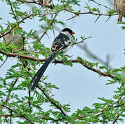 Pin-tailed Whydah