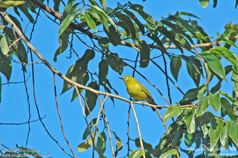 Zostérops jaune