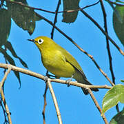 Northern Yellow White-eye