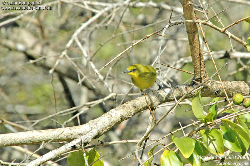 Zostérops jaune