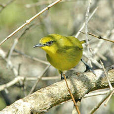 Zostérops jaune