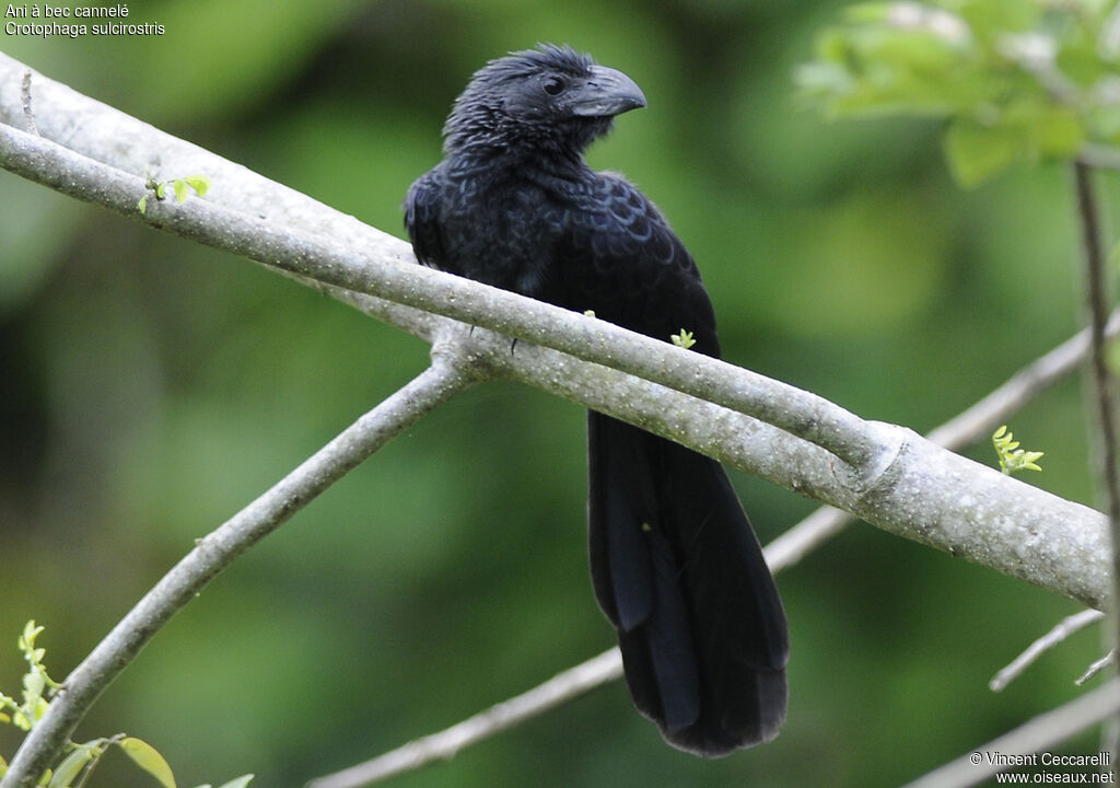 Groove-billed Ani