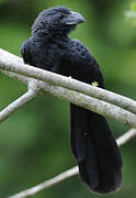 Groove-billed Ani