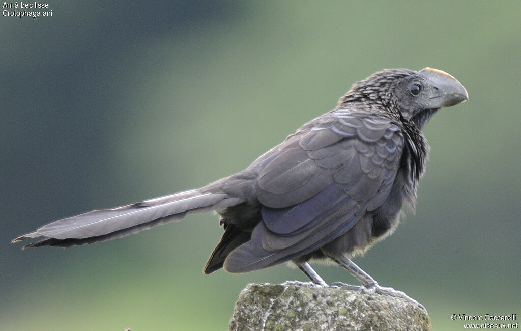 Smooth-billed Ani