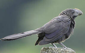 Smooth-billed Ani