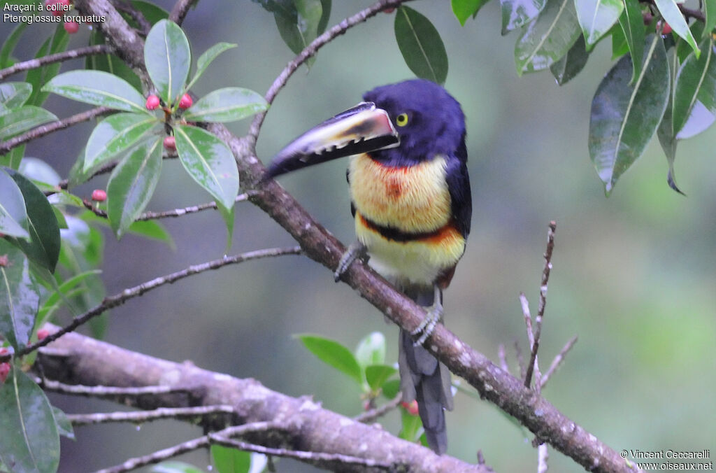 Collared Aracari