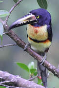 Collared Aracari