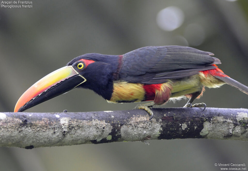 Fiery-billed Aracari