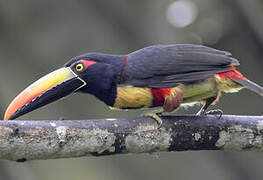 Fiery-billed Aracari