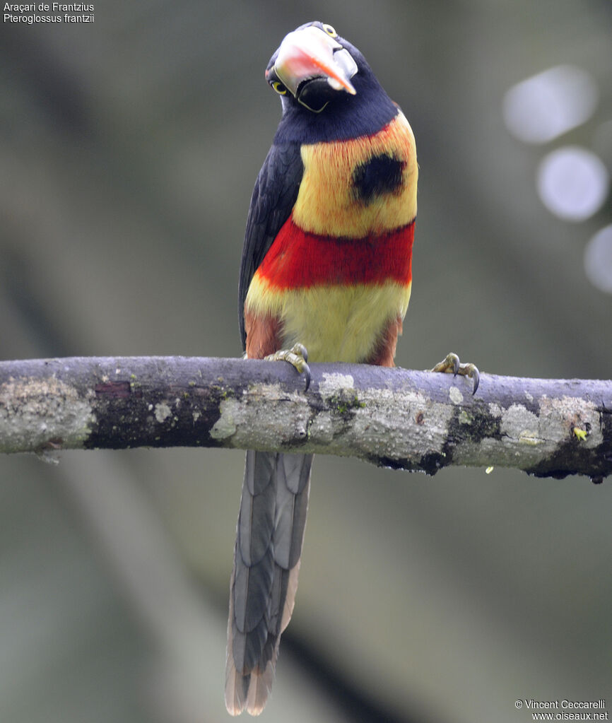 Fiery-billed Aracari