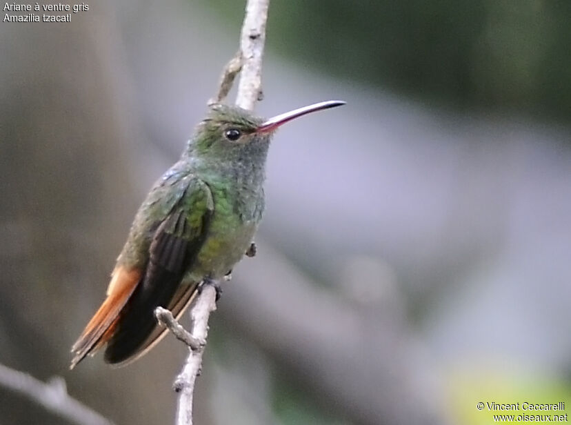 Rufous-tailed Hummingbird