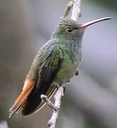 Rufous-tailed Hummingbird