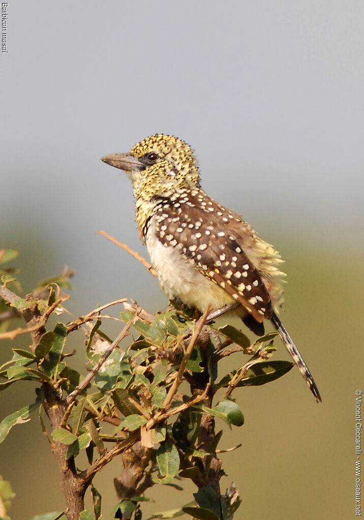 D'Arnaud's Barbet (usambiro), identification