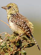 Usambiro Barbet