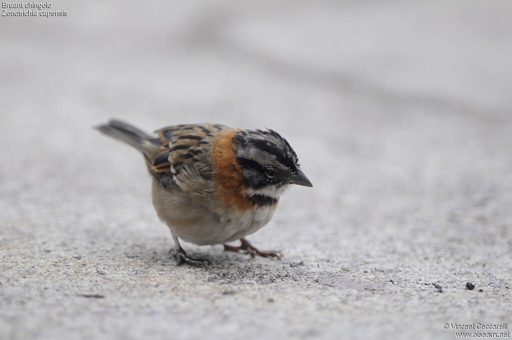 Rufous-collared Sparrow