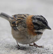 Rufous-collared Sparrow