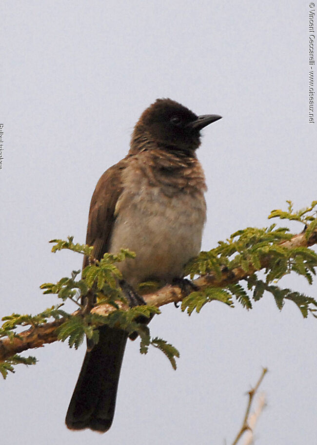 Dark-capped Bulbul